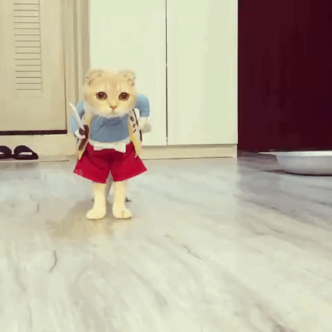 6404f0d9946a0ed115f.gif