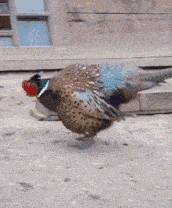 6408c005da3ee692767.gif
