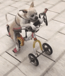 640f39e0c869cc903c7.gif