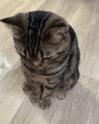 640c2d843b309f9adcc.gif