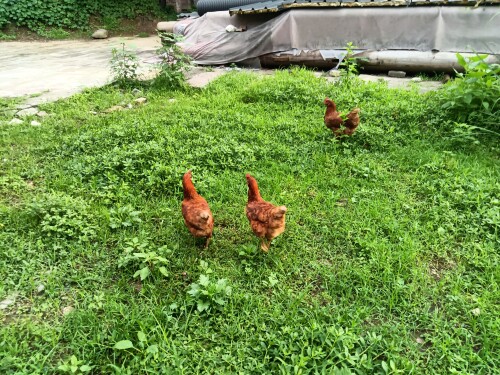 rooster9f7d8fd72832d13a.jpeg