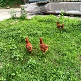 rooster9f7d8fd72832d13a