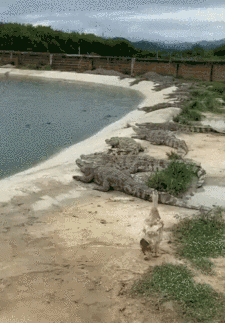 640d3371fb5df18a861.gif
