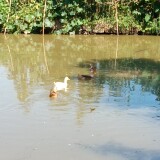 duckbdfeda7cf477ac48