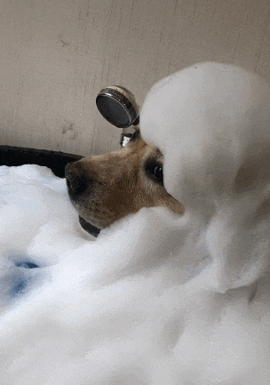 6405dd42eb8ef429dbf.gif