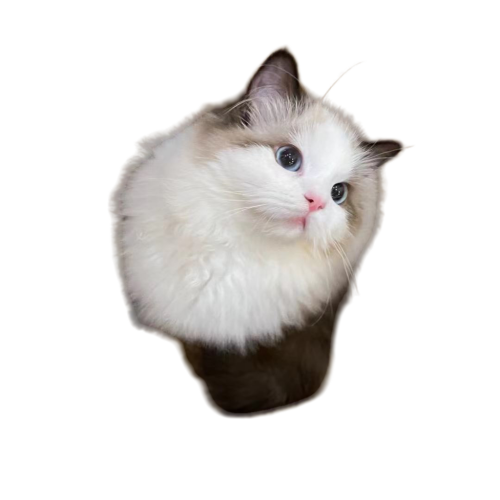 openingf-jo8d084c44ee458d94.png