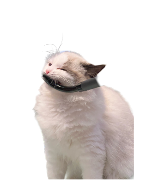 RsvpJo1f7781c823bb7f83.png