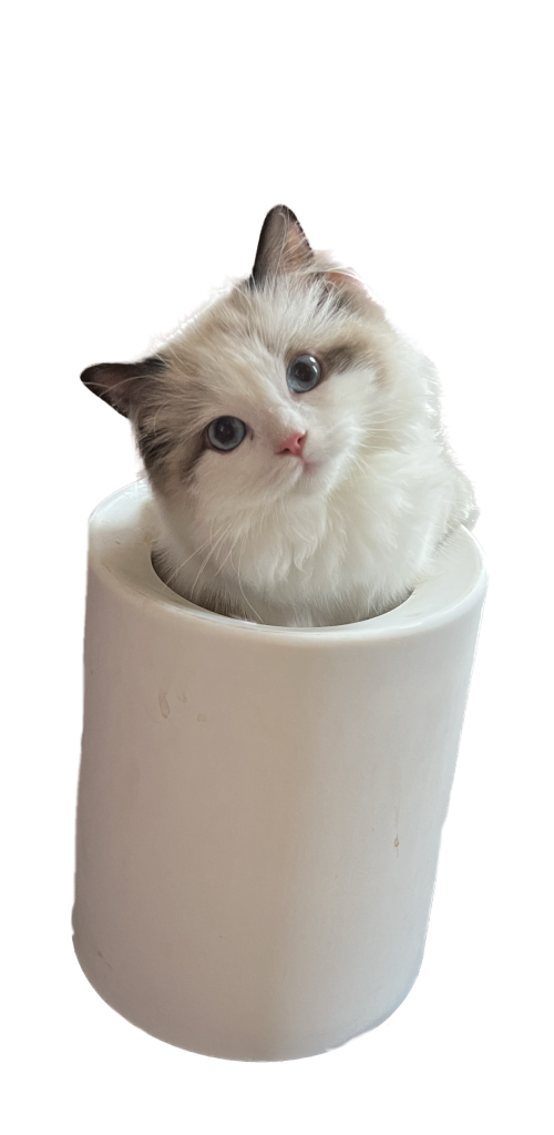 RsvpJo26c26c561f39c39cc.png
