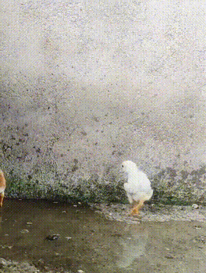 64037894d367b930226.gif