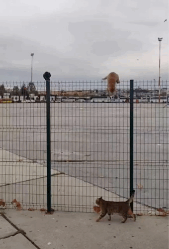 64084c05fb2a8467bdc.gif