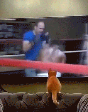 6408edd3f69c4df49c6.gif