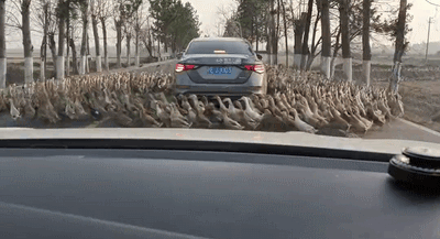 640cdb57d0d533022f5.gif