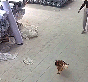 6401aeb70dea777f00f.gif