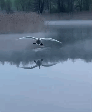 6408940f4a767401d6a.gif