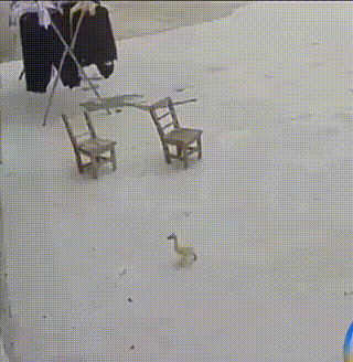 6405cbc00a8412ed2f0.gif