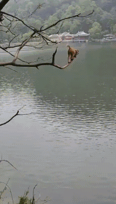 640730630631de86752.gif