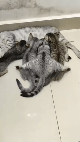 64013a73a569ccbc51c.gif