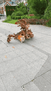 640c430ae8098a7a40e.gif