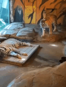 640893cdced19d9475f.gif