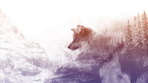 wolf306963622f887cfbf040e40.jpg