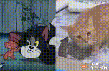 6404bf47807f2487a5b.gif
