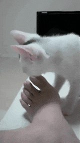 640032de2779956743a.gif