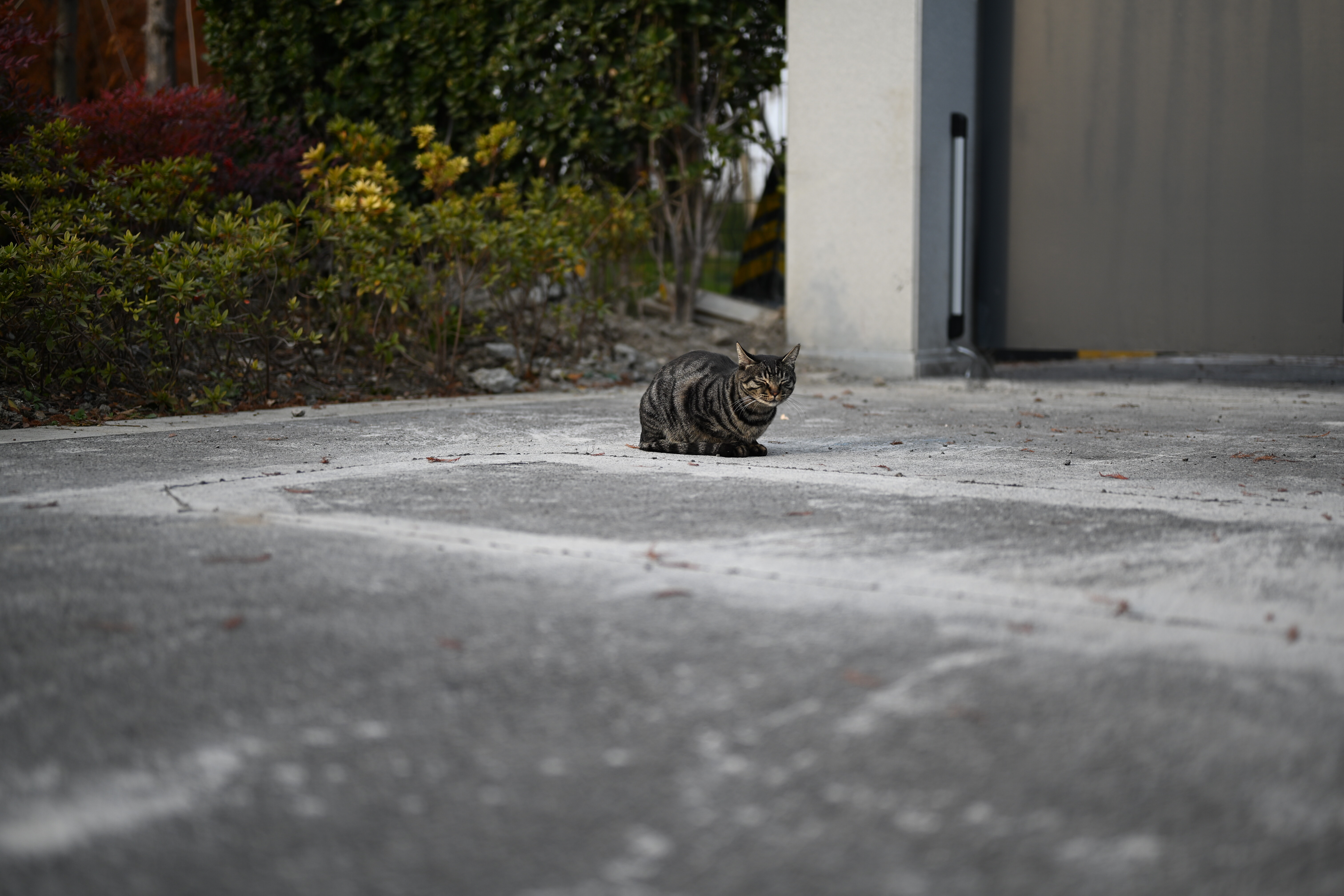 熟睡的小猫