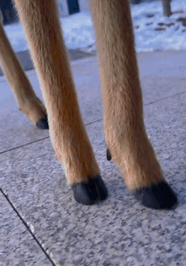 64036e1d155d0a655b9.gif