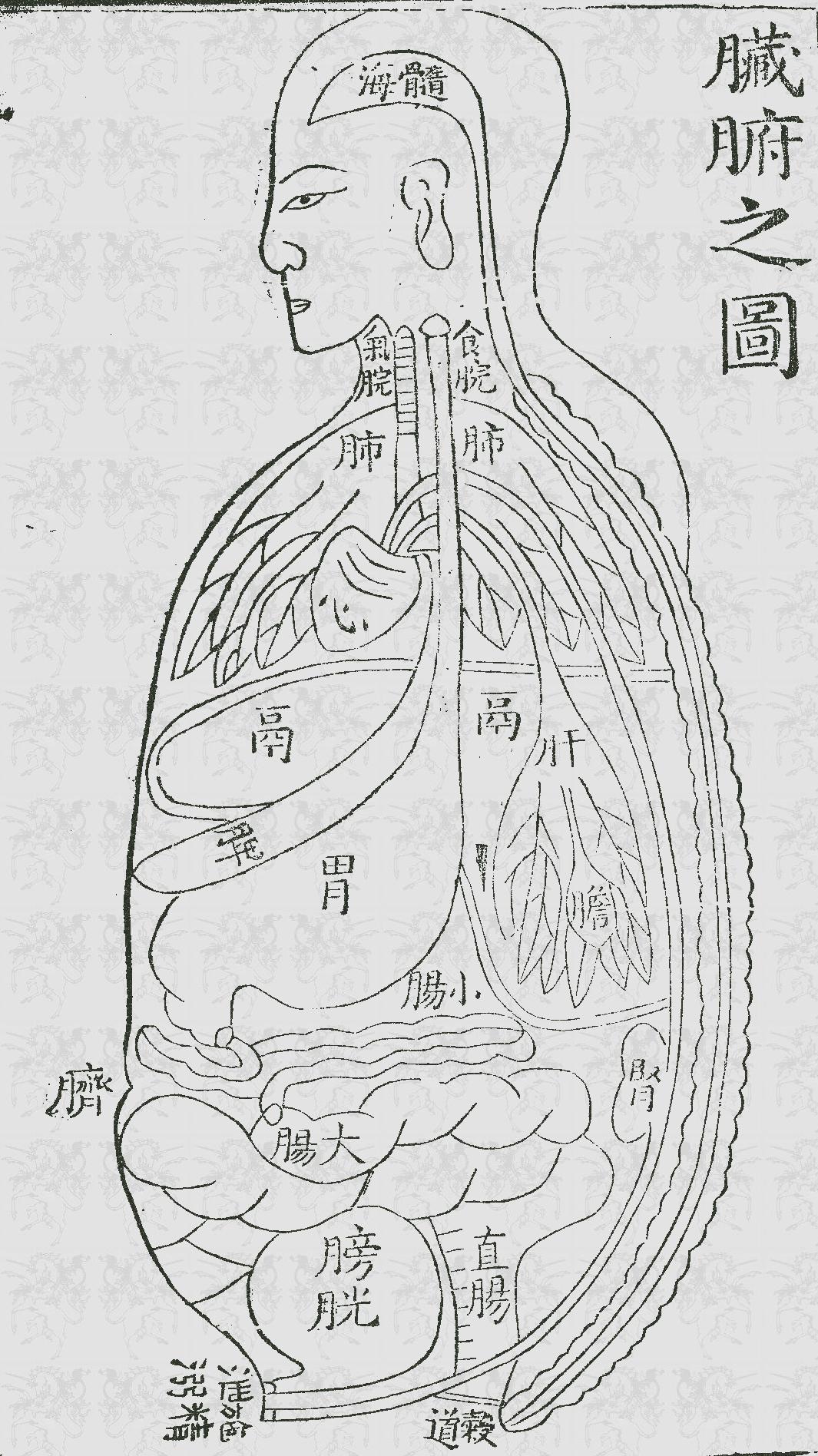 臟腑之圖