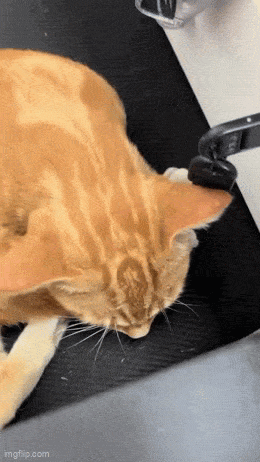640-103683fbb3fa2f273e.gif