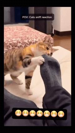 640-464a27c9845860d93.gif
