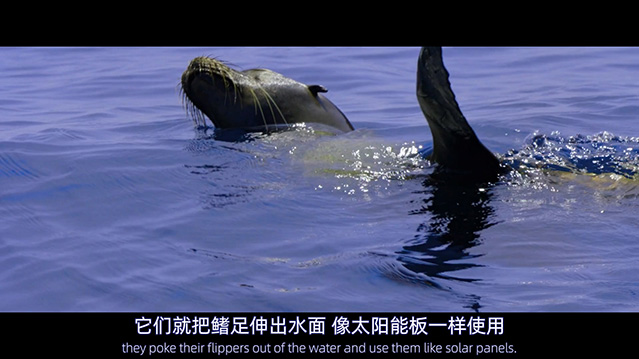 [纪录片] 海狮利奥环岛记.2025.英语中英双字.HD1080P[5.97G] 【来源：赤道365论坛】 帖子ID:48817 海狮剧场,纪录片