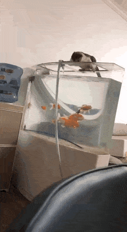 640-20276a62d3d355e438.gif