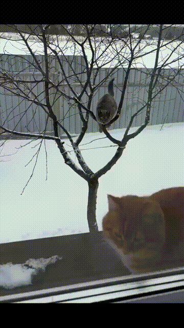 640-268e3d91576ea9e9e.gif