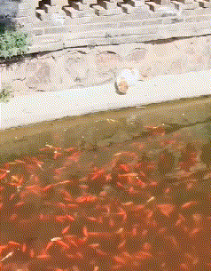 640-89295ea2ae37e57ef.gif
