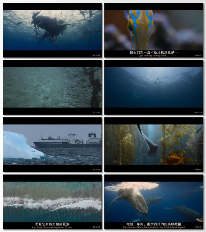 [纪录片] 大卫·爱登堡：海洋.2025.英语中英双字.1080P[2.98G] 【来源：赤道365论坛】 帖子ID:51881 